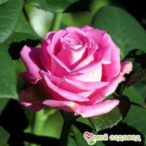 Роза чайно-гибридная Аква в Горно-Алтайске