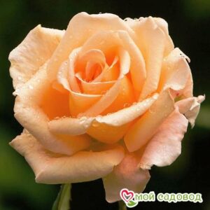 Роза Оранж в Горно-Алтайске
