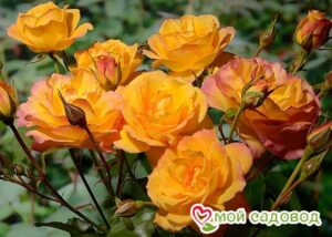 Роза Сахара в Горно-Алтайске