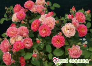 Роза Лес Потес де Бедрос в Горно-Алтайске