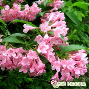 Вейгела цветущая “Розеа” в Горно-Алтайске