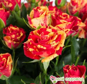 розы спрей Файер Флеш в Горно-Алтайске