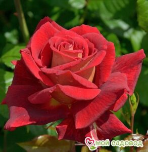 Роза чайно-гибридная Клеопатра в Горно-Алтайске
