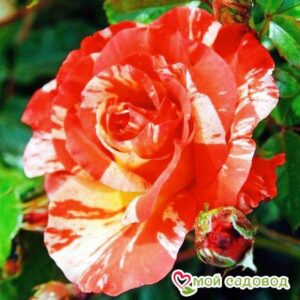 Роза Поль Гоген в Горно-Алтайске