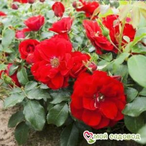 Роза Центро-Розе в Горно-Алтайске