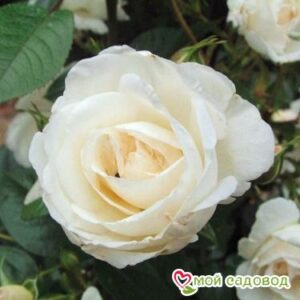 Роза Спрей белый в Горно-Алтайске