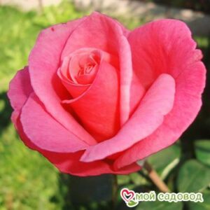 Роза Карина в Горно-Алтайске