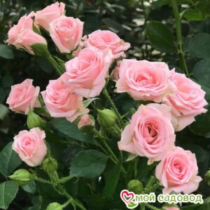Роза спрей Лидия в Горно-Алтайске