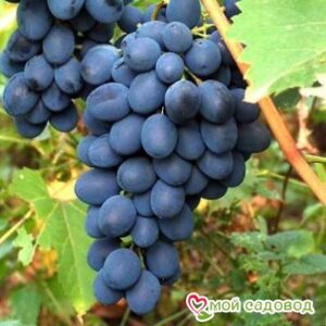 Ароматный и сладкий виноград “Августа” в Горно-Алтайске