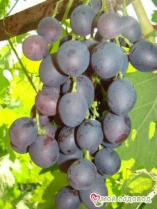 Виноград Астра в Горно-Алтайске