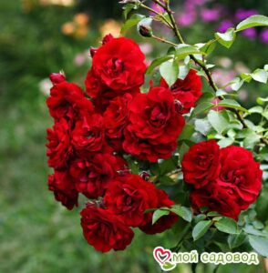 Роза плетистая Амадеус в Горно-Алтайске