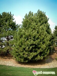 Сосна Чёрная (Pinus Nigra) в Горно-Алтайске