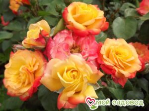 Роза флорибунда Маскарад в Горно-Алтайске