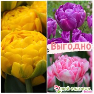 Красота в тройной выгоде! Только для любителей тюльпанов! в Горно-Алтайске