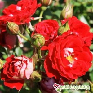 Роза Мейди в Горно-Алтайске