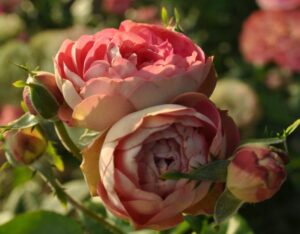 Роза Акрополис в Горно-Алтайске