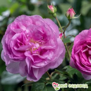 Роза Сапфир в Горно-Алтайске