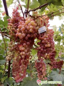 Виноград Лучистый в Горно-Алтайске