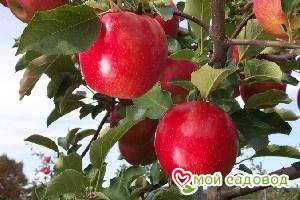 Яблоня Джонаголд в Горно-Алтайске