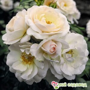 Роза Сириус в Горно-Алтайске