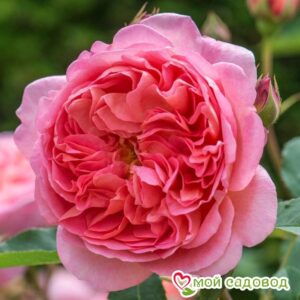 Роза Боскобел в Горно-Алтайске