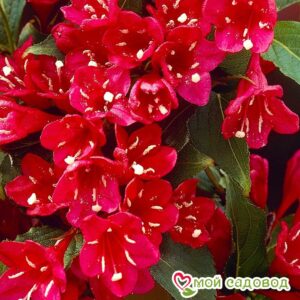 Вейгела цветущая “Ред Принц” в Горно-Алтайске