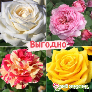 Набор Чайно-гибридные розы! в Горно-Алтайске