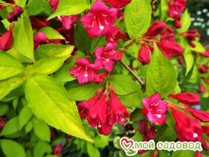 Вейгела цветущая “Рубидор” в Горно-Алтайске