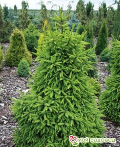 Ель обыкновенная (Picea abies) в Горно-Алтайске
