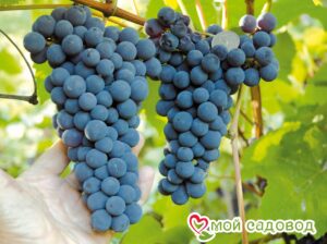 Виноград Амурский синий в Горно-Алтайске