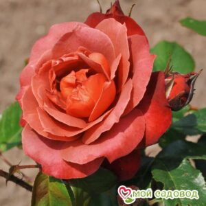 Роза чайно-гибридная Хот Кокоа в Горно-Алтайске
