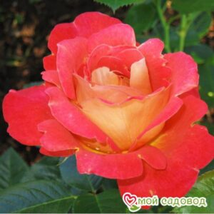 Роза Декор Арлекин в Горно-Алтайске