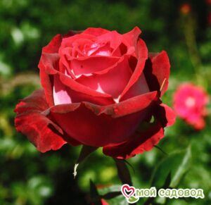 Роза чайно-гибридная Николь в Горно-Алтайске