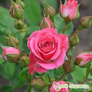 Роза Спрей розовый в Горно-Алтайске