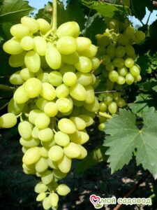 Виноград Осенний крупноплодный в Горно-Алтайске