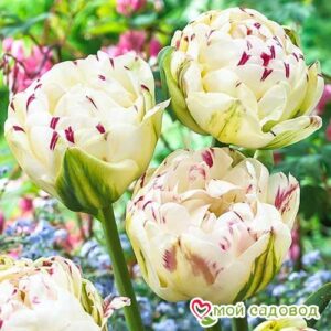 Тюльпан махровый Дэнс Лайн в Горно-Алтайске