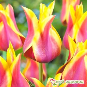 Тюльпан лилиецветный Баллада Дрим в Горно-Алтайске