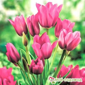 Тюльпан многоцветковый Пурпл Букет в Горно-Алтайске