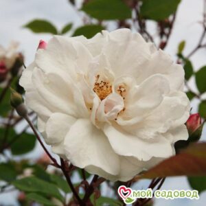 Роза Белый каскад в Горно-Алтайске
