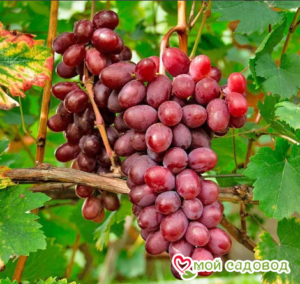 Виноград Виктория винная в Горно-Алтайске