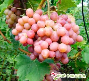 Виноград Ливия в Горно-Алтайске
