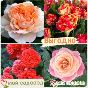 Комплект роз! Роза плетистая, спрей, чайн-гибридная и Английская роза в одном комплекте в Горно-Алтайске