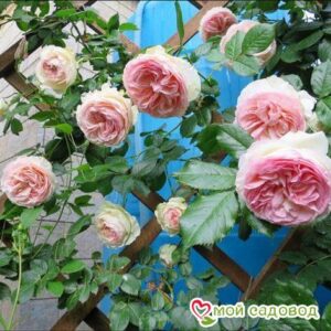 Роза плетистая Пьер де Ронсар в Горно-Алтайске
