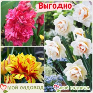 Весенний набор луковичных цветов в Горно-Алтайске