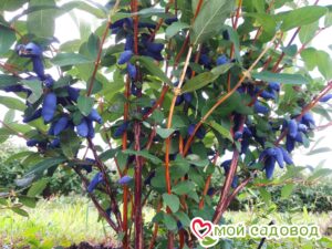 Жимолость Медовая ягода в Горно-Алтайске