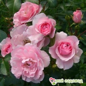 Роза полиантовая Bonica (Боника) в Горно-Алтайске