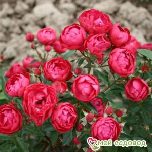 Роза полиантовая Морздаг Ред (Morsdag Red) в Горно-Алтайске
