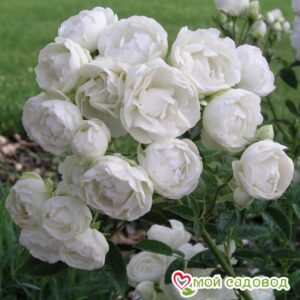 Роза полиантовая Морздаг Уайт (Morsdag White) в Горно-Алтайске